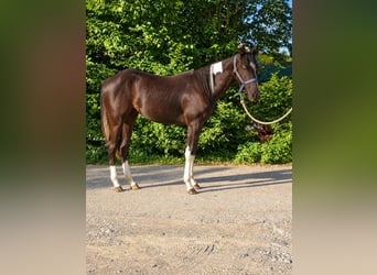 American Paint Horse, Giumenta, 1 Anno, Pezzato