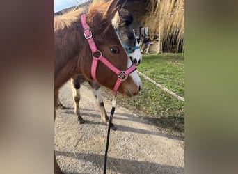 American Paint Horse, Giumenta, 1 Anno, Sauro