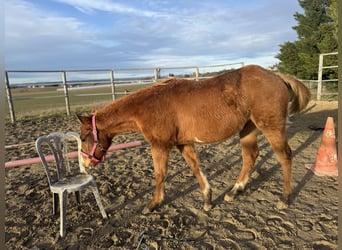 American Paint Horse, Giumenta, 1 Anno, Sauro