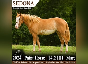 American Paint Horse, Giumenta, 2 Anni, 147 cm
