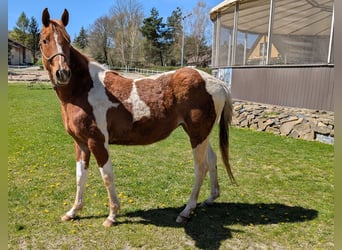 American Paint Horse, Giumenta, 2 Anni, 147 cm, Pezzato