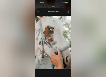 American Paint Horse, Giumenta, 2 Anni, 150 cm, Tovero-tutti i colori