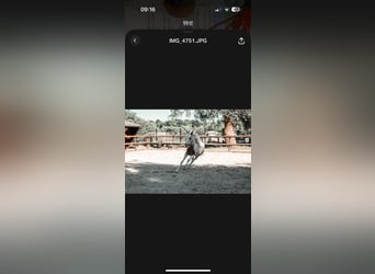 American Paint Horse, Giumenta, 2 Anni, 150 cm, Tovero-tutti i colori