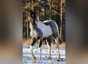 American Paint Horse, Giumenta, 2 Anni, 155 cm