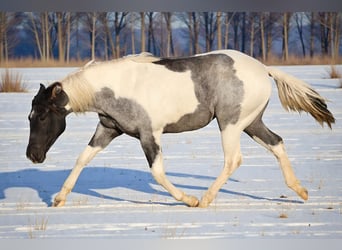 American Paint Horse, Giumenta, 2 Anni, 155 cm