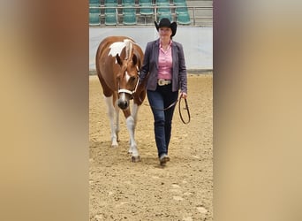 American Paint Horse, Giumenta, 2 Anni, 160 cm, Tobiano-tutti i colori