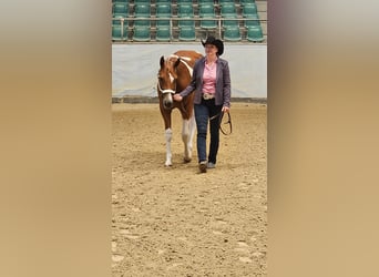 American Paint Horse, Giumenta, 2 Anni, 160 cm, Tobiano-tutti i colori