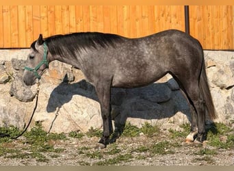American Paint Horse, Giumenta, 2 Anni, Grigio