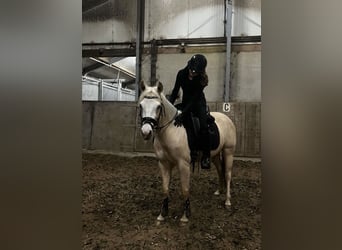 American Paint Horse, Giumenta, 3 Anni, 145 cm, Palomino