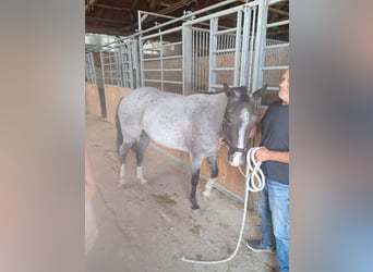 American Paint Horse, Giumenta, 3 Anni, 145 cm, Roano blu