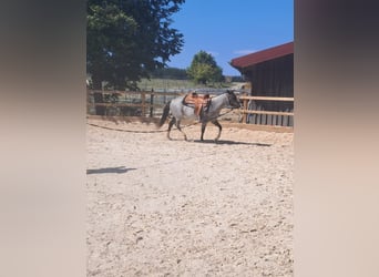 American Paint Horse, Giumenta, 3 Anni, 145 cm, Roano blu