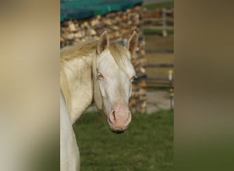 American Paint Horse, Giumenta, 3 Anni, 150 cm, Perlino