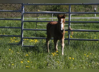 American Paint Horse, Giumenta, 3 Anni, 150 cm, Sauro scuro
