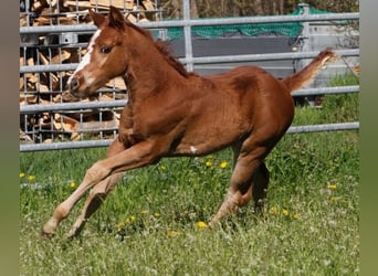 American Paint Horse, Giumenta, 3 Anni, 150 cm, Sauro scuro