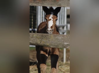 American Paint Horse, Giumenta, 3 Anni, 150 cm, Sauro scuro