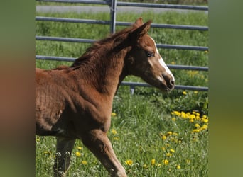American Paint Horse, Giumenta, 3 Anni, 150 cm, Sauro scuro