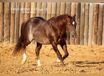 American Paint Horse, Giumenta, 3 Anni, 150 cm, Sauro scuro