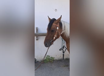 American Paint Horse, Giumenta, 3 Anni, 150 cm, Tobiano-tutti i colori