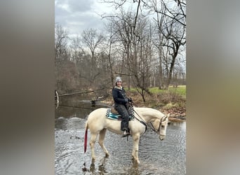 American Paint Horse, Giumenta, 3 Anni, 152 cm, Palomino