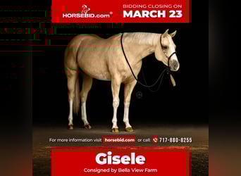 American Paint Horse, Giumenta, 3 Anni, 152 cm, Palomino