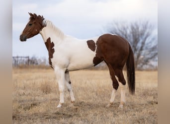 American Paint Horse, Giumenta, 3 Anni, 152 cm, Pezzato