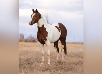 American Paint Horse, Giumenta, 3 Anni, 152 cm, Pezzato