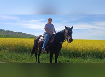 American Paint Horse, Giumenta, 3 Anni, 153 cm, Baio nero