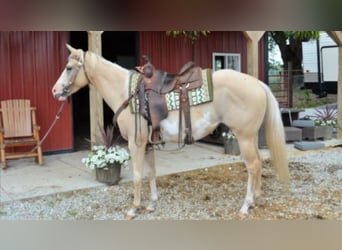 American Paint Horse, Giumenta, 3 Anni, 155 cm, Overo-tutti i colori