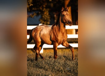 American Paint Horse Mix, Giumenta, 3 Anni, 155 cm, Pelle di daino