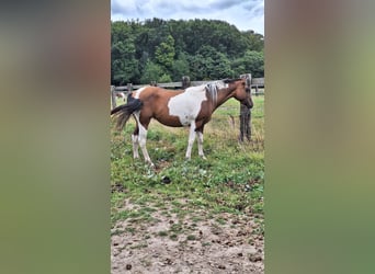 American Paint Horse, Giumenta, 3 Anni, 155 cm, Tobiano-tutti i colori