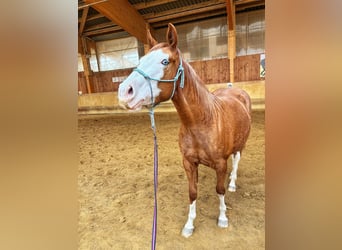 American Paint Horse, Giumenta, 3 Anni, Sauro scuro