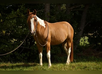 American Paint Horse, Giumenta, 4 Anni, 145 cm, Tobiano-tutti i colori