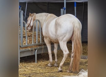 American Paint Horse, Giumenta, 4 Anni, 146 cm, Pezzato