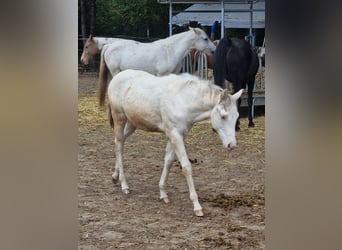 American Paint Horse, Giumenta, 4 Anni, 146 cm, Pezzato
