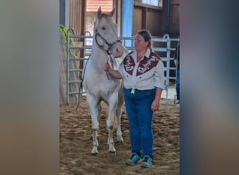 American Paint Horse, Giumenta, 4 Anni, 146 cm, Pezzato