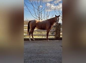 American Paint Horse, Giumenta, 4 Anni, 148 cm, Rabicano