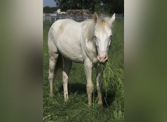 American Paint Horse, Giumenta, 4 Anni, 150 cm, Perlino