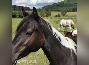 American Paint Horse, Giumenta, 4 Anni, 150 cm, Tobiano-tutti i colori