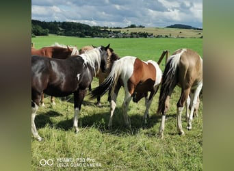 American Paint Horse, Giumenta, 4 Anni, 150 cm, Tobiano-tutti i colori