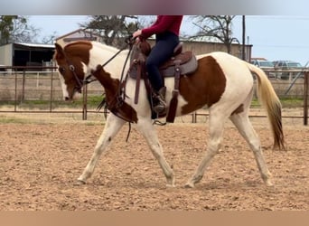 American Paint Horse, Giumenta, 4 Anni, 150 cm, Tobiano-tutti i colori