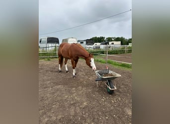 American Paint Horse, Giumenta, 4 Anni, 151 cm, Sauro