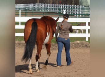 American Paint Horse Mix, Giumenta, 4 Anni, 155 cm, Tobiano-tutti i colori