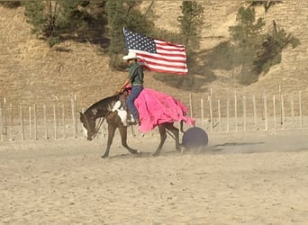 American Paint Horse, Giumenta, 4 Anni, Overo-tutti i colori