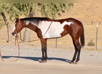 American Paint Horse, Giumenta, 4 Anni, Overo-tutti i colori