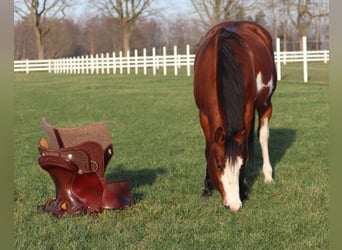 American Paint Horse Mix, Giumenta, 4 Anni, Tobiano-tutti i colori