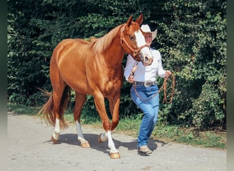 American Paint Horse, Giumenta, 5 Anni, 146 cm, Sauro