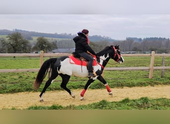 American Paint Horse, Giumenta, 5 Anni, 152 cm, Overo-tutti i colori