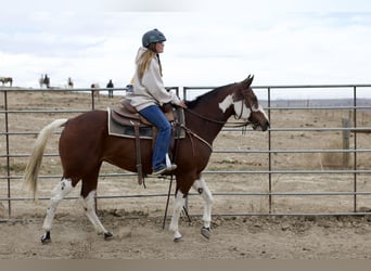 American Paint Horse, Giumenta, 5 Anni, 152 cm, Tobiano-tutti i colori