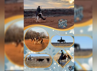 American Paint Horse, Giumenta, 5 Anni, 152 cm, Tobiano-tutti i colori