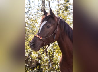 American Paint Horse, Giumenta, 5 Anni, 158 cm, Sauro scuro